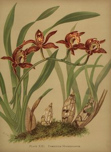Orquídea Cymbidium hookerianum de Unknown